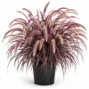 Purple Fountain Grass Live Plant 4-6 Inch Tall - Pennisetum Ornamental Grass - Image 1
