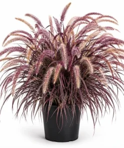 Purple Fountain Grass Live Plant 4-6 Inch Tall - Pennisetum Ornamental Grass - Image 1