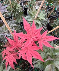 Purple Ghost Japanese Maple Tree - Live Plant - 1 Gallon Pot - 18-24” Tall - Zones 5-9 - Image 10