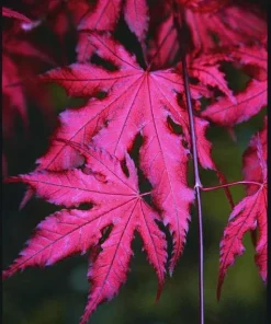 Purple Ghost Japanese Maple Tree - Live Plant - 1 Gallon Pot - 18-24” Tall - Zones 5-9 - Image 7
