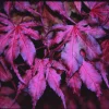 Purple Ghost Japanese Maple Tree - Live Plant - 1 Gallon Pot - 18-24” Tall - Zones 5-9 - Image 1