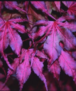 Purple Ghost Japanese Maple Tree - Live Plant - 1 Gallon Pot - 18-24” Tall - Zones 5-9 - Image 1