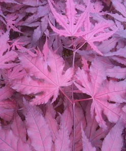 Purple Ghost Japanese Maple Tree - Live Plant - 1 Gallon Pot - 18-24” Tall - Zones 5-9 - Image 8