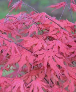 Purple Ghost Japanese Maple Tree - Live Plant - 1 Gallon Pot - 18-24” Tall - Zones 5-9 - Image 9