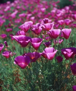 Purple Gleam California Poppy Seeds - 250 Wildflower Seeds, Easy-to-Grow, Drought Tolerant - Image 2