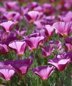 Purple Gleam California Poppy Seeds - 250 Wildflower Seeds, Easy-to-Grow, Drought Tolerant - Image 3