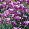 Purple Gleam California Poppy Seeds - 250 Wildflower Seeds, Easy-to-Grow, Drought Tolerant - Image 1