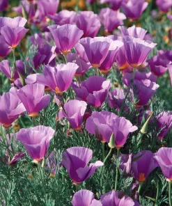 Purple Gleam California Poppy Seeds - 250 Wildflower Seeds, Easy-to-Grow, Drought Tolerant - Image 1