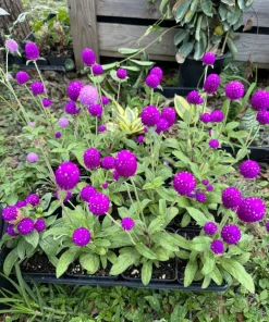 Purple Gomphrena Live Plant – Globe Amaranth – Long Blooming Garden Flower - Image 2