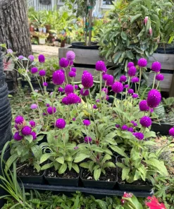 Purple Gomphrena Live Plant – Globe Amaranth – Long Blooming Garden Flower - Image 3