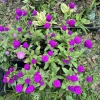 Purple Gomphrena Live Plant – Globe Amaranth – Long Blooming Garden Flower - Image 1