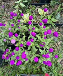 Purple Gomphrena Live Plant – Globe Amaranth – Long Blooming Garden Flower - Image 1