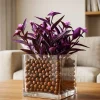 Purple Heart Live Plant - Tradescantia Pallida Plant - Vibrant Purple Foliage - Image 1