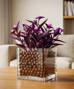 Purple Heart Live Plant - Tradescantia Pallida Plant - Vibrant Purple Foliage - Image 1