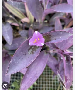 Purple Heart Live Plant – Tradescantia Pallida – Potted Houseplant – Vibrant Foliage - Image 2