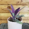 Purple Heart Live Plant – Tradescantia Pallida – Potted Houseplant – Vibrant Foliage - Image 1