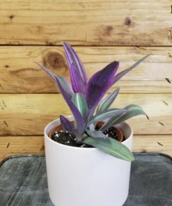 Purple Heart Live Plant – Tradescantia Pallida – Potted Houseplant – Vibrant Foliage - Image 1
