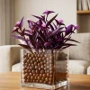 Purple Heart Tradescantia Pallida Live Plant - Trailing Ground Cover Houseplant - Image 1