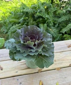 Purple Kale Live Plant in Pot - Organic Edible Vegetable Starter, Potted - Image 2