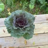 Purple Kale Live Plant – Potted Edible Greens – Outdoor & Indoor - Image 1