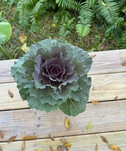 Purple Kale Live Plant – Potted Edible Greens – Outdoor & Indoor - Image 1