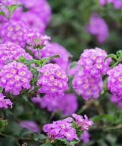 Purple Lantana Live Plant – Fragrant Perennial Flower – 4-6 Inch Tall - Image 2