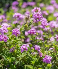 Purple Lantana Live Plant – Fragrant Perennial Flower – 4-6 Inch Tall - Image 3
