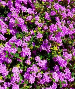 Purple Lantana Live Plant – Fragrant Perennial Flower – 4-6 Inch Tall - Image 4