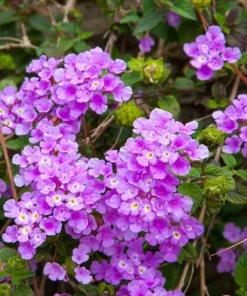 Purple Lantana Live Plant – Fragrant Perennial Flower – 4-6 Inch Tall - Image 5