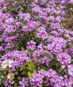 Purple Lantana Live Plant – Fragrant Perennial Flower – 4-6 Inch Tall - Image 6