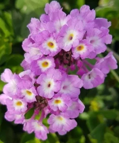 Purple Lantana Live Plant – Fragrant Perennial Flower – 4-6 Inch Tall - Image 7