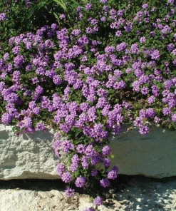 Purple Lantana Live Plant – Fragrant Perennial Flower – 4-6 Inch Tall - Image 8