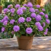 Purple Lantana Live Plant – Fragrant Perennial Flower – 4-6 Inch Tall - Image 1