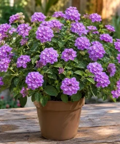 Purple Lantana Live Plant – Fragrant Perennial Flower – 4-6 Inch Tall - Image 1
