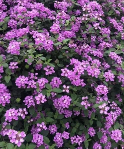 Purple Lantana Live Plant - Perennial Fragrant Flower for Outdoor Garden 4-6 Inch Tall - Image 2