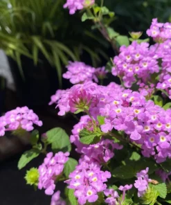 Purple Lantana Live Plant - Perennial Fragrant Flower for Outdoor Garden 4-6 Inch Tall - Image 3
