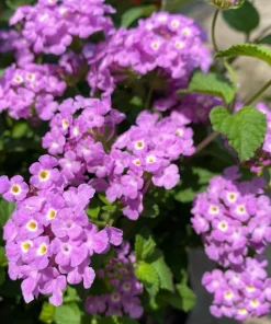 Purple Lantana Live Plant - Perennial Fragrant Flower for Outdoor Garden 4-6 Inch Tall - Image 4