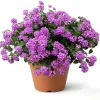 Purple Lantana Live Plant - Perennial Fragrant Flower for Outdoor Garden 4-6 Inch Tall - Image 1