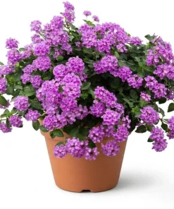 Purple Lantana Live Plant - Perennial Fragrant Flower for Outdoor Garden 4-6 Inch Tall - Image 1