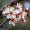 Purple Leaf Sand Cherry Shrub - 6-12" Tall Live Plant - Outdoor - Image 1