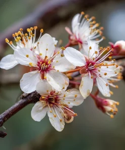 Purple Leaf Sand Cherry Shrub - 6-12" Tall Live Plant - Outdoor - Image 1
