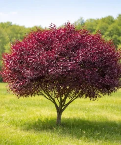 Purple Leaf Sand Cherry Shrub - 6-12