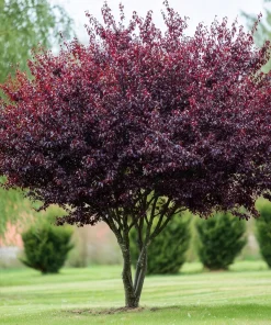 Purple Leaf Sand Cherry Shrub - 6-12
