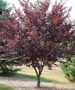 Purple Leaf Sand Cherry Shrub - 6-12