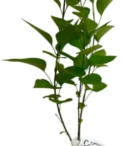 Purple Lilac Live Plants - 2 Pack, 6-12" Tall, Reblooming Syringa Bush - Image 2