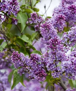 Purple Lilac Live Plants - 2 Pack, 6-12