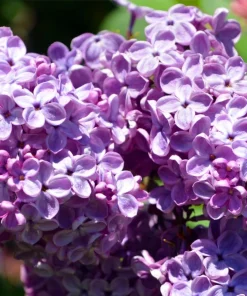 Purple Lilac Live Plants - 2 Pack, 6-12