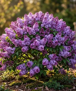 Purple Lilac Live Plants - 2 Pack, 6-12