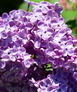 Purple Lilac Live Plants - 2 Pack, 6-12