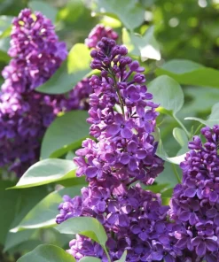 Purple Lilac Live Plants - 2 Pack, 6-12